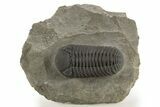 Exceptional Morocops Trilobite - Large Specimen #334931-2